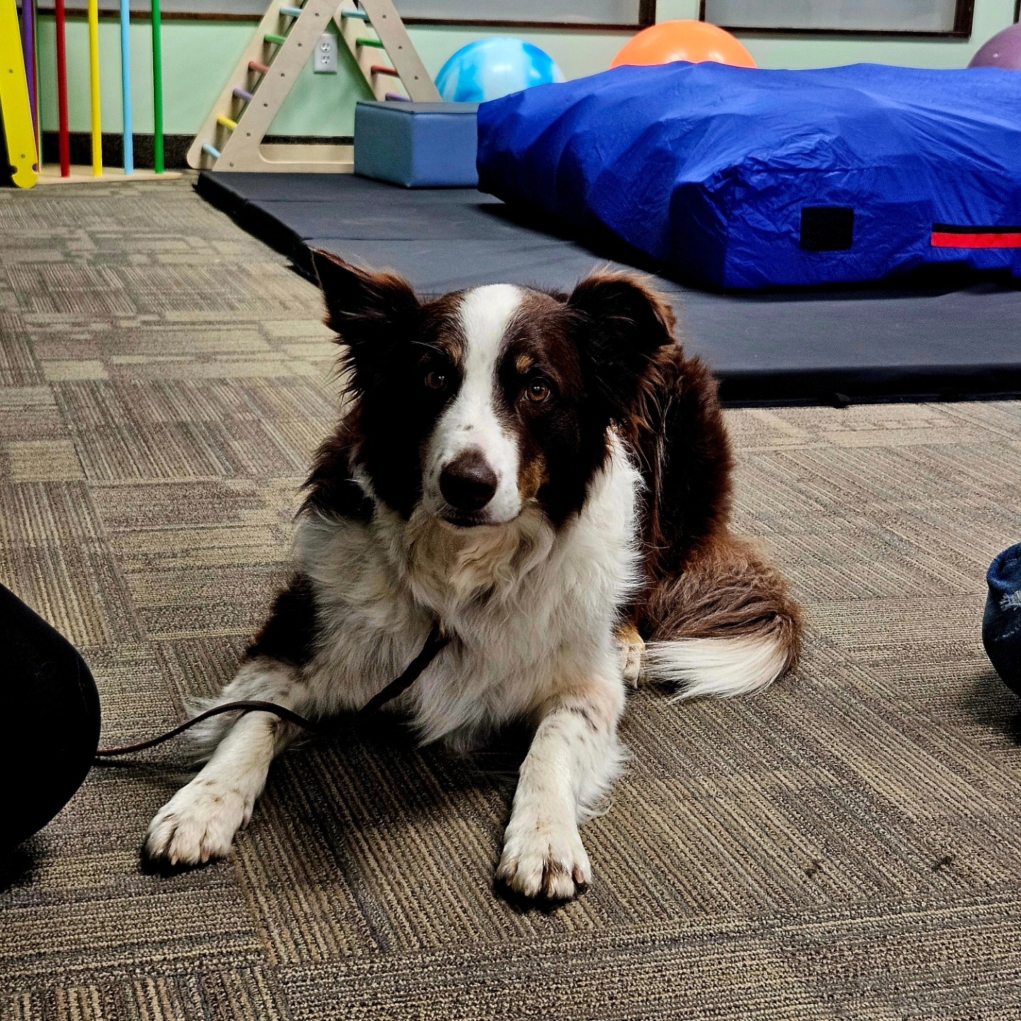 Animal Therapy